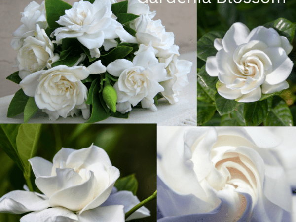 Gardenia Fragrance Oil at WCCS