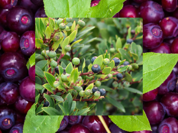 Wild Huckleberry Sugar Blossom
