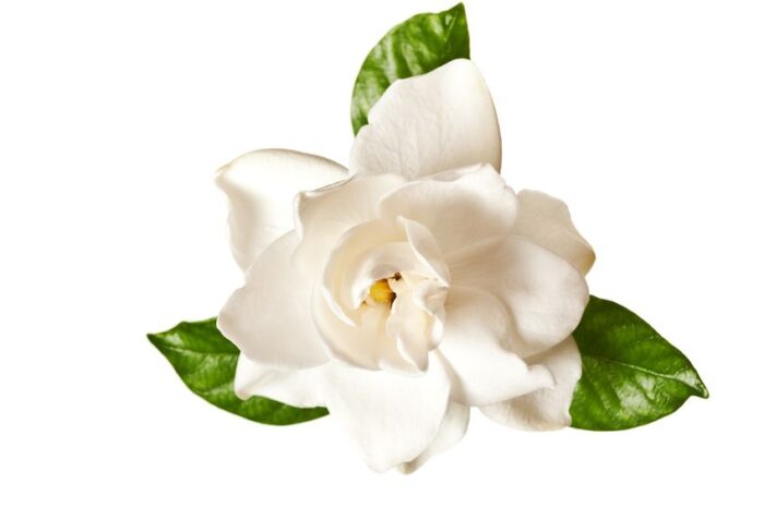 Gardenia Blossom Fragrance Oil