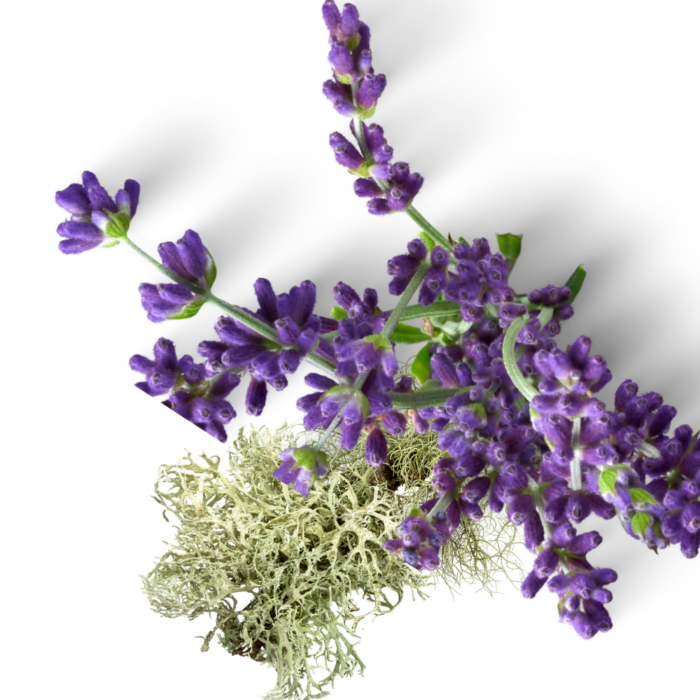 Oakmoss & Lavender