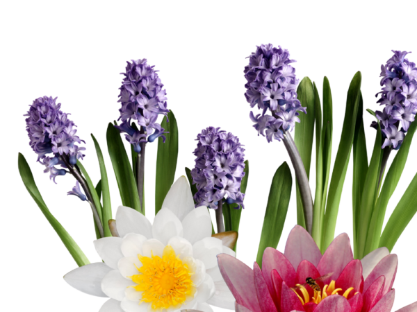 Hyacinth & Water Lily