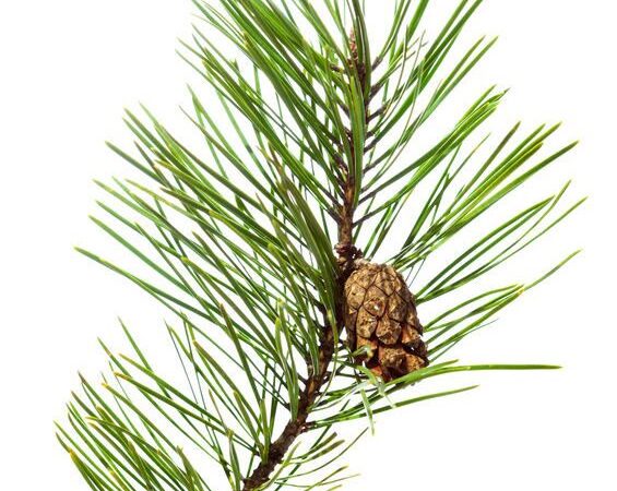 Northwest Pine Fragrance Oil