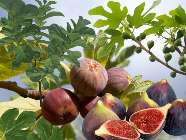 Fig Amour